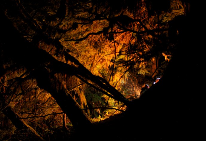 Olympic penninsula night