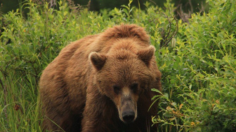 19680188478_1859617db4_o